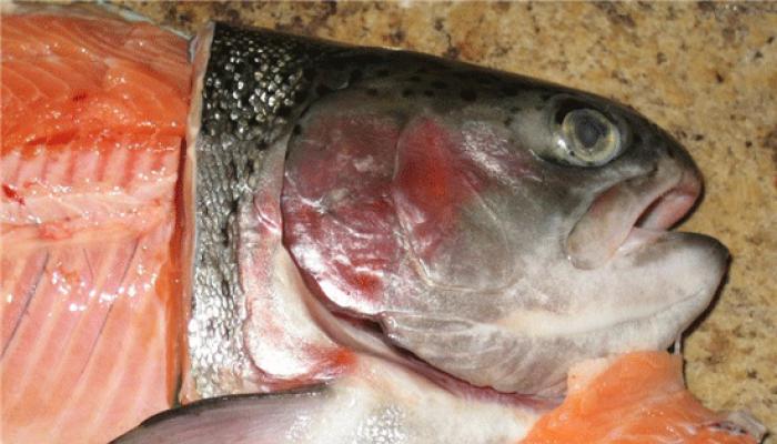 Уха по-фински со сливками из форели Уха из лосося — общие принципы приготовления